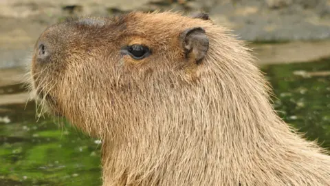 Hoo Zoo A close-up of the side of the head of a capybara looking to the left.