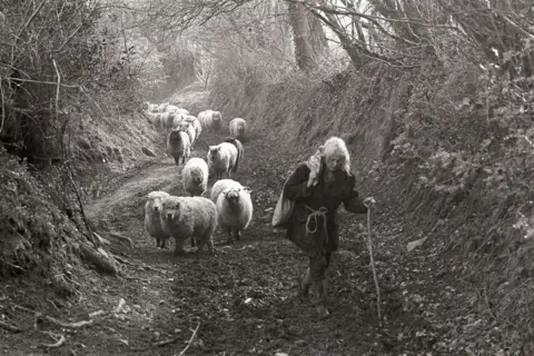 Beaford Arts The black and white photo shows a woman with fair hair carrying a hessian sack over her shoulder and being supported by a stick. She is walking up a rural lane followed by a flock of sheep as the light pours through the gaps in the trees that line the muddy path.