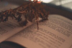 Mary Oliver Documentary Finds the Runaway Behind the Nature Poems An open poetry collection on a wooden table with natural light