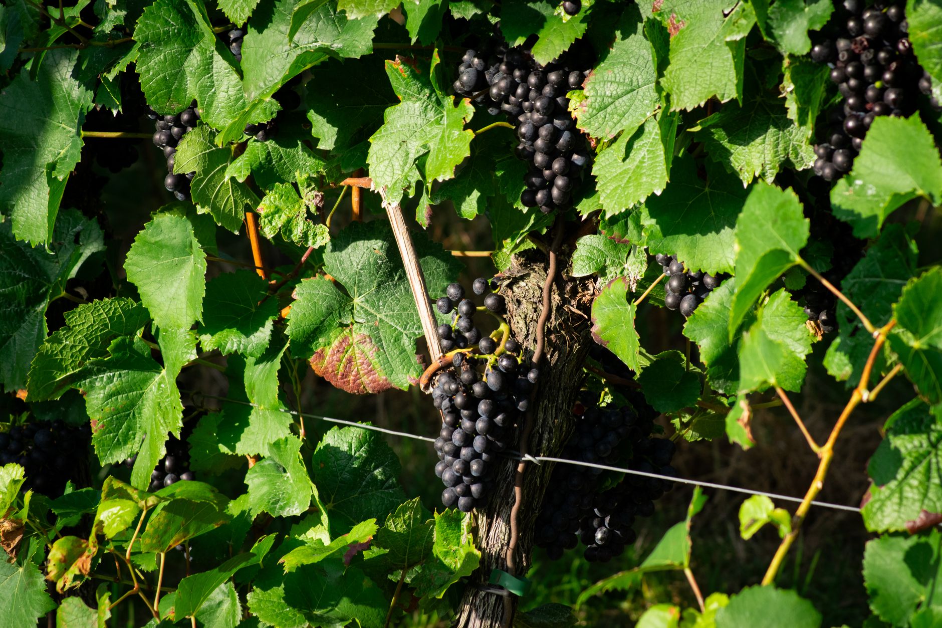 Clusters of ripe dark grapes on the vine, referencing the central metaphor in Bachmann's flash fiction