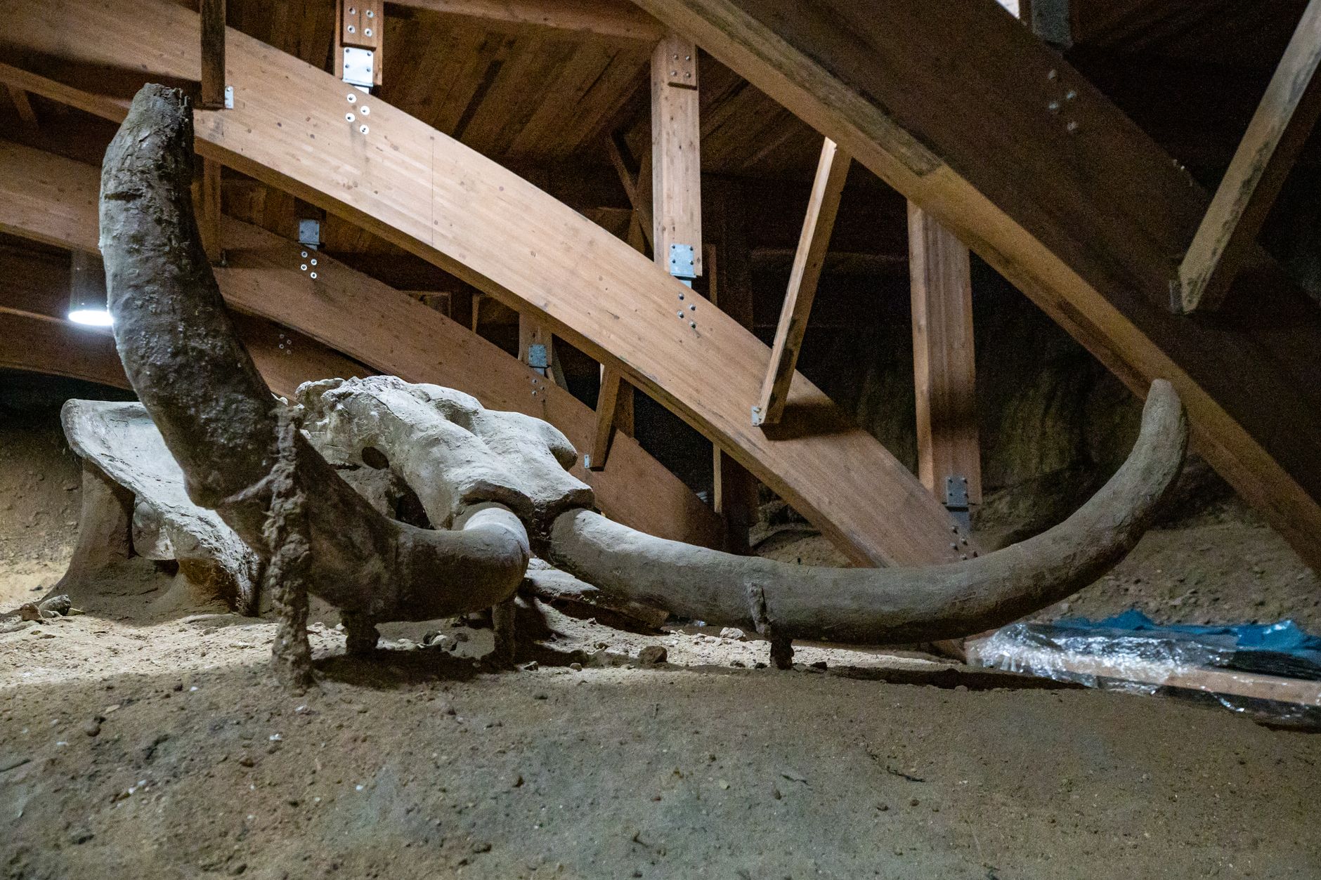 Archaeologists carefully excavating skeletal remains at a dig site