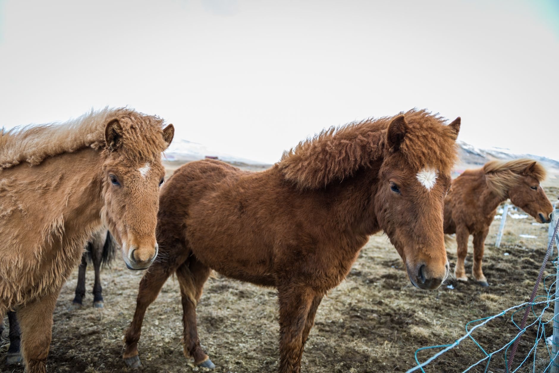Two Icelandic horses with thick winter coats standing in a snowy field