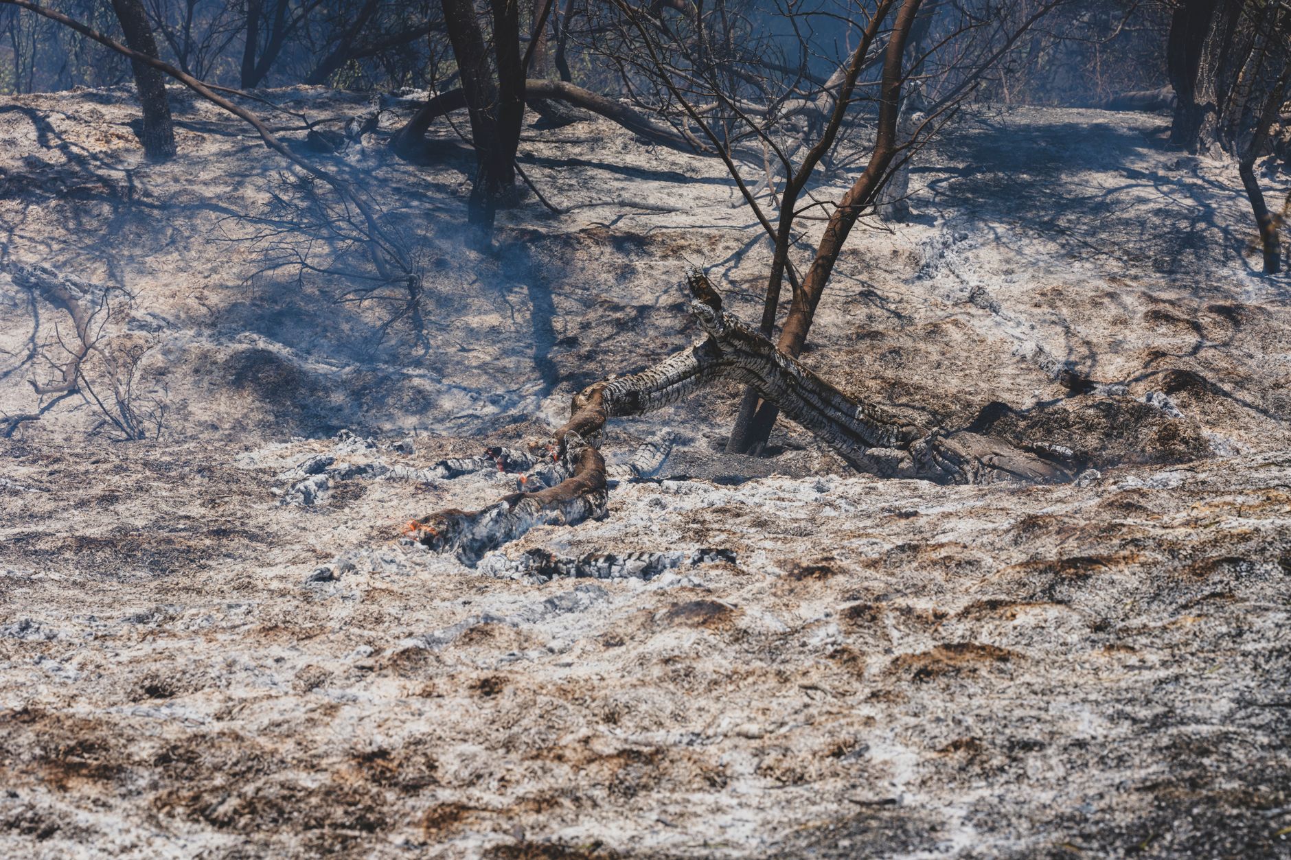 Burned and charred landscape after wildfire showing dark scorched earth