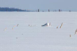 A small owl resting in snow, feathers dusted with ice crystals