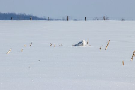 A small owl resting in snow, feathers dusted with ice crystals