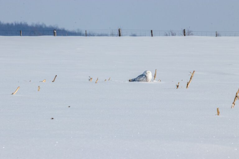 A small owl resting in snow, feathers dusted with ice crystals