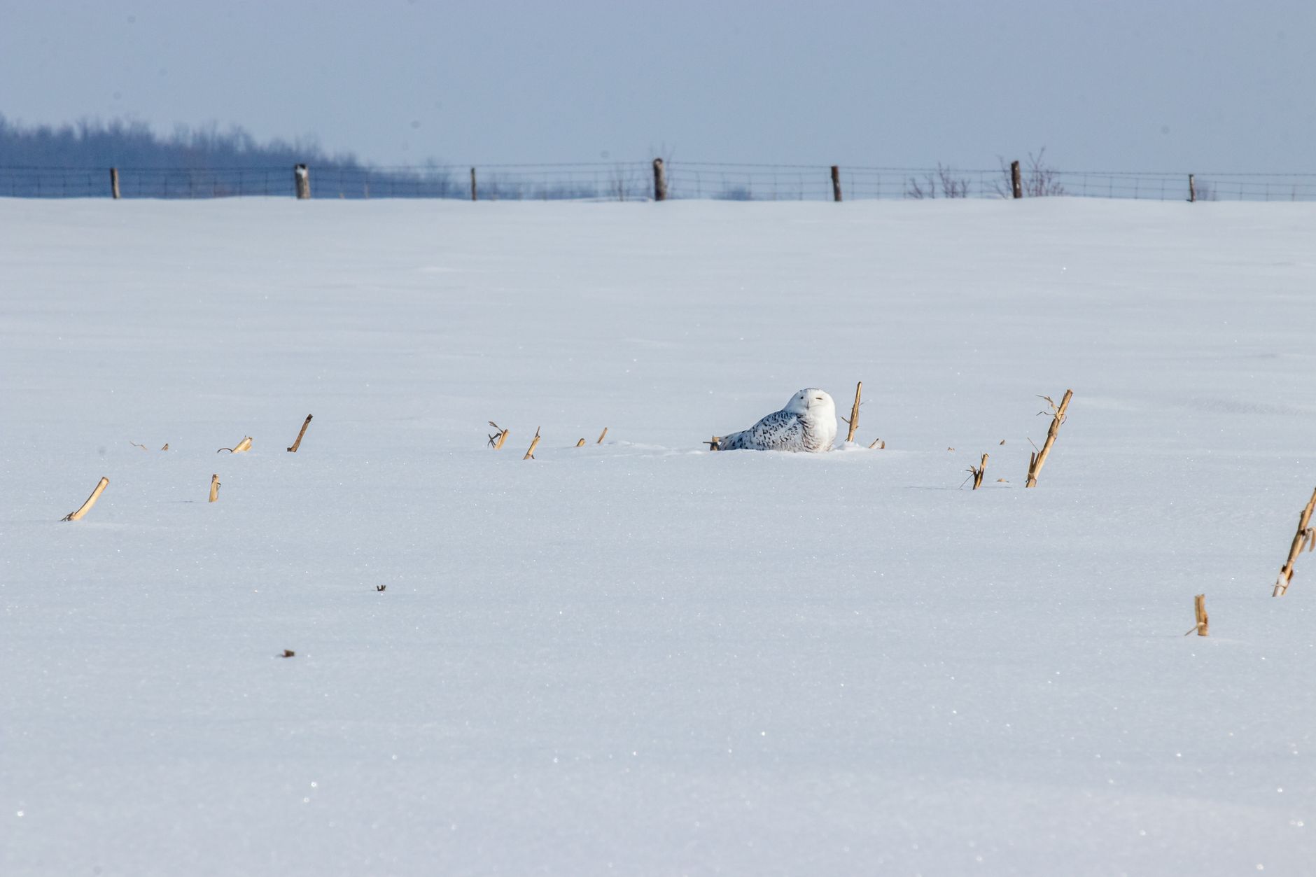 A small owl resting in snow, feathers dusted with ice crystals