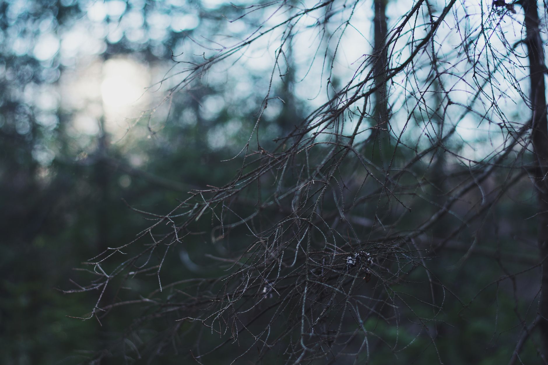 Dappled light through forest trees at dusk, suggesting the mood of Ray's melodrama