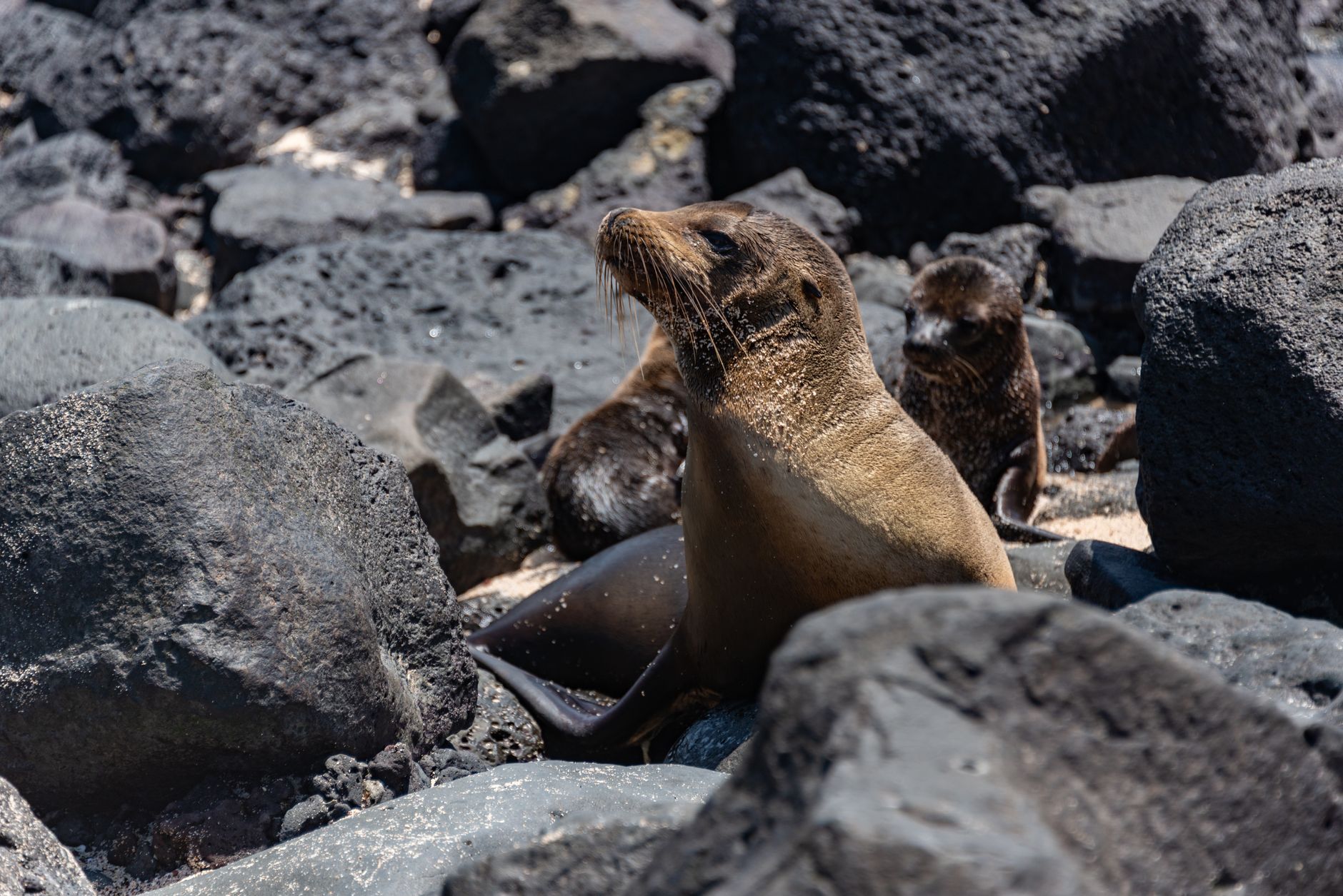 A young seal resting on wet gray rocks near the ocean shoreline