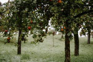 A wooden basket filled with freshly picked red apples in an autumn garden
