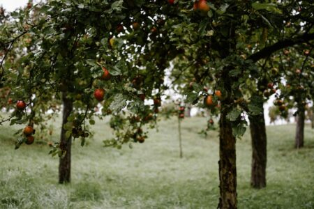 A wooden basket filled with freshly picked red apples in an autumn garden