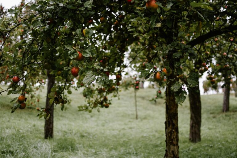 A wooden basket filled with freshly picked red apples in an autumn garden