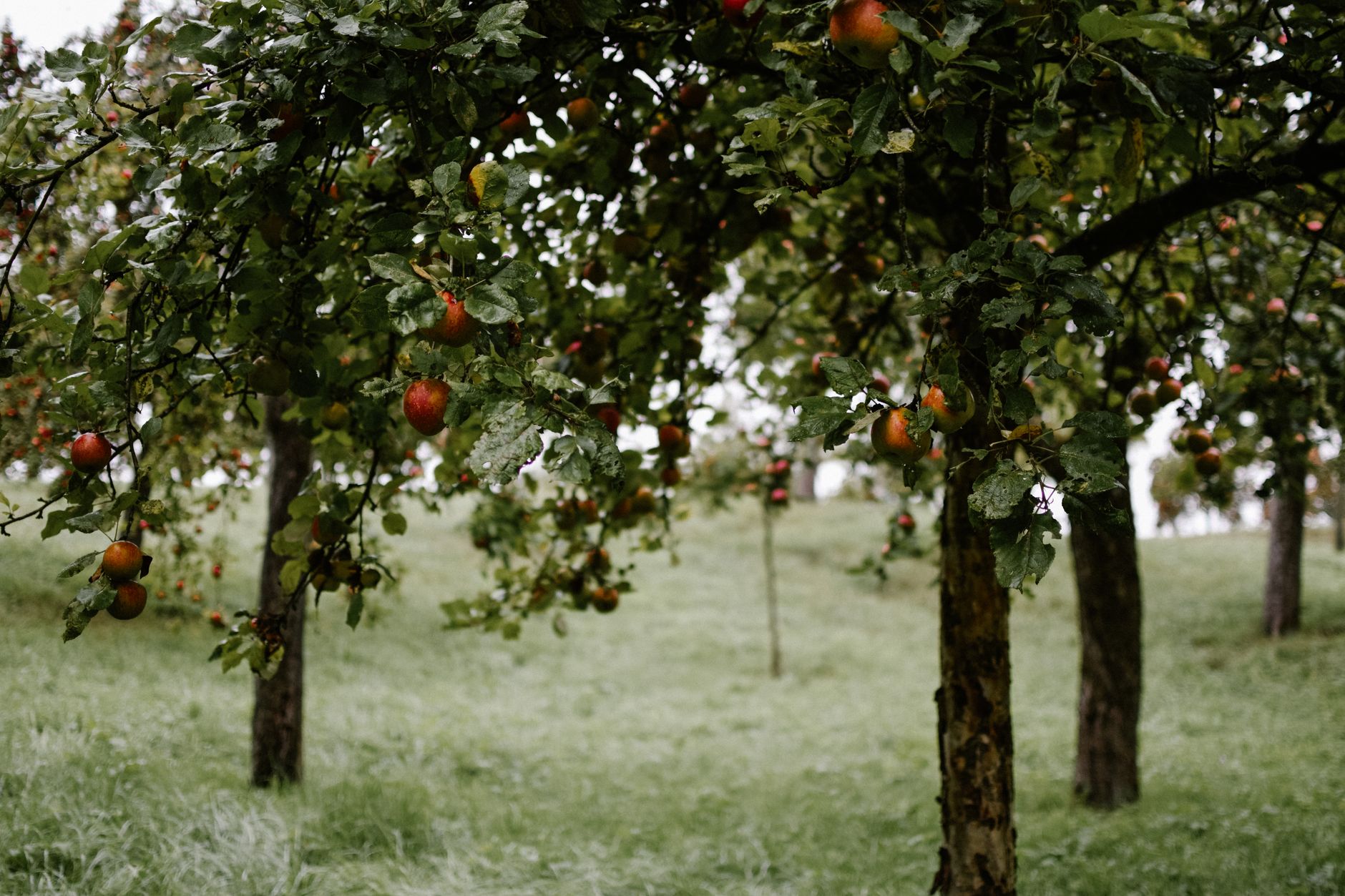 A wooden basket filled with freshly picked red apples in an autumn garden
