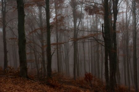 Bare trees in a dark autumn forest with fog drifting between the trunks