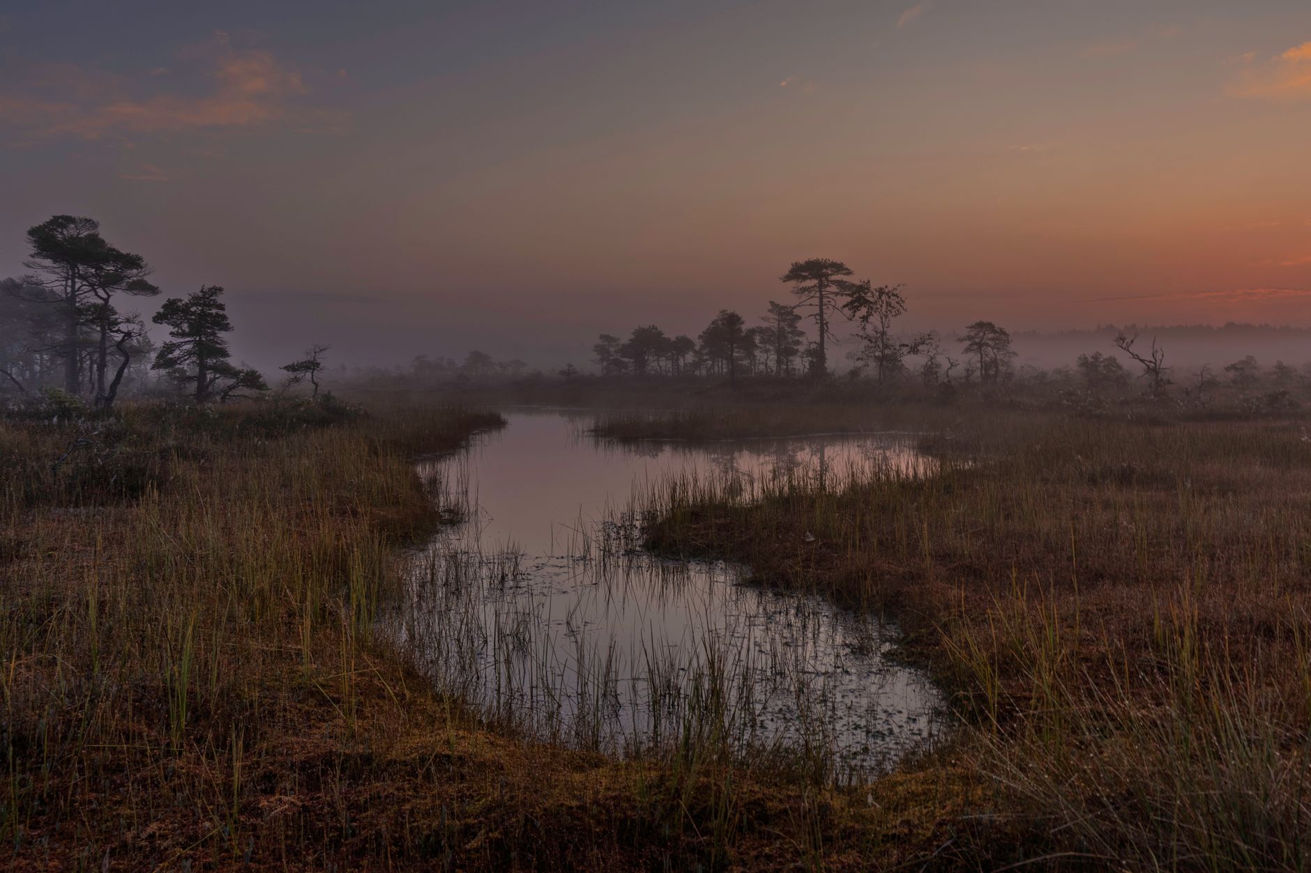 A foggy marshland with reeds and still water at dawn