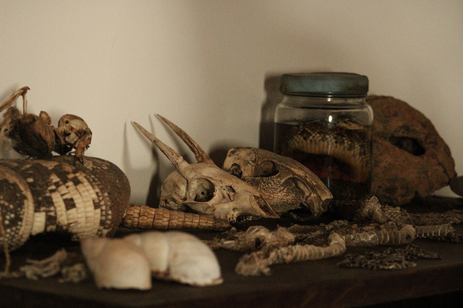 Historical skeletal remains displayed in a museum research collection