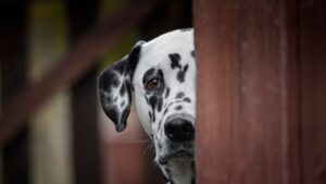 The Hundred-and-Second Dalmatian Nobody Talks About