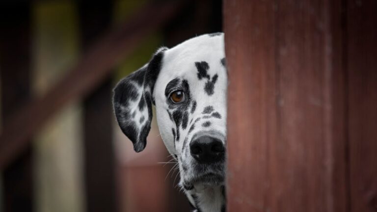 The Hundred-and-Second Dalmatian Nobody Talks About