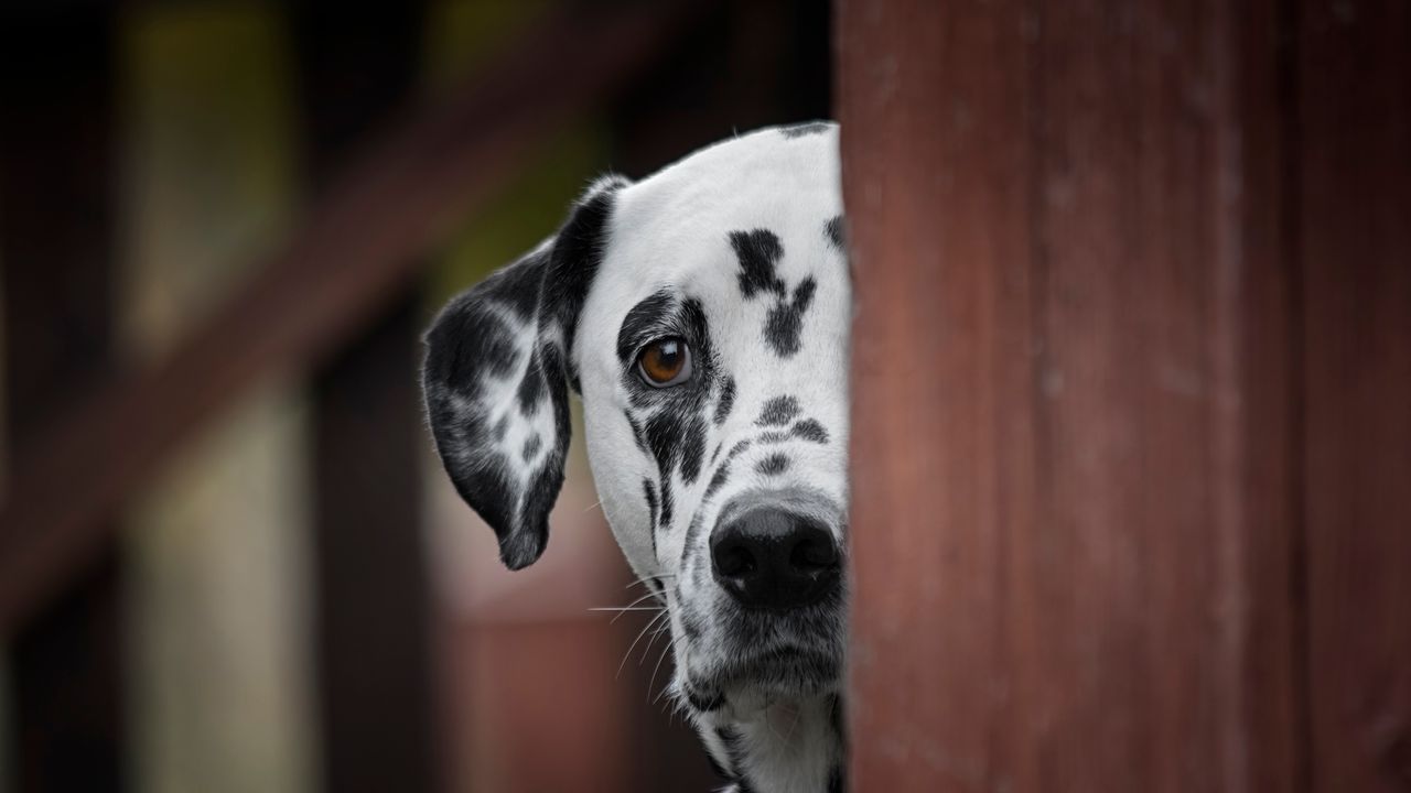 The Hundred-and-Second Dalmatian Nobody Talks About