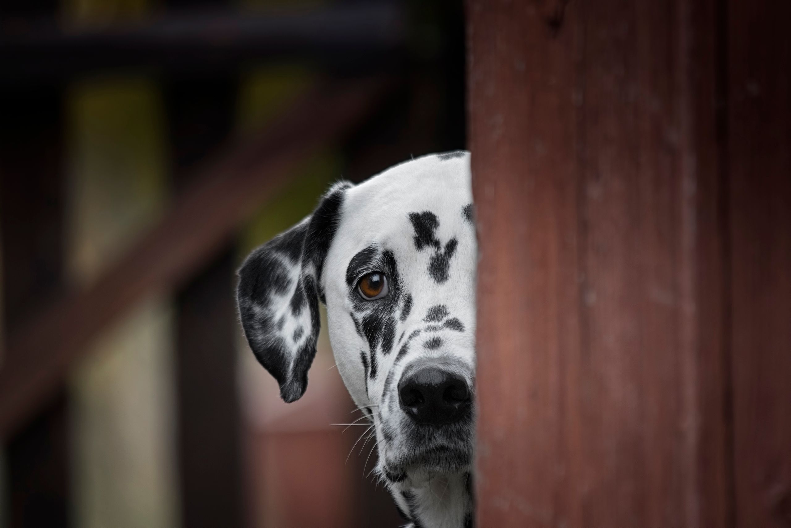 The Hundred-and-Second Dalmatian Nobody Talks About